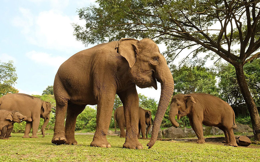 馬拉野生動物園